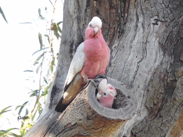 Lovebirds in Costa Rica