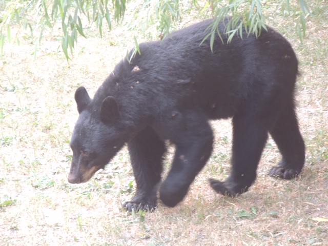 Black Bear