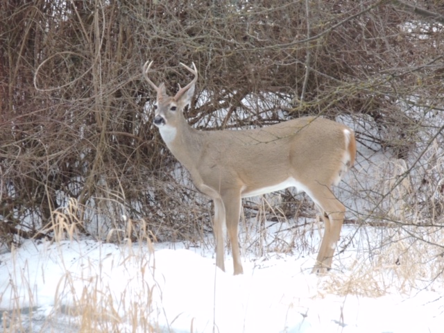 Image of White Tail Deer