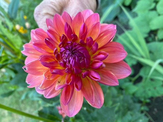 Red and Fuschia Dahlia